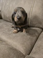Bluey, a male Miniature Dachshund for sale in Pawnee, OK – Photo 4 of 10