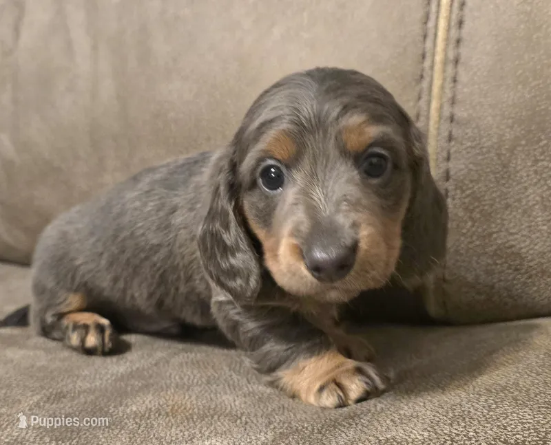 Bluey – Miniature Dachshund puppy for sale in Pawnee, OK