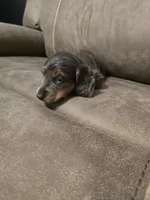 Bluey, a male Miniature Dachshund for sale in Pawnee, OK – Photo 6 of 10