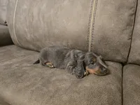 Bluey, a male Miniature Dachshund for sale in Pawnee, OK – Photo 3 of 10