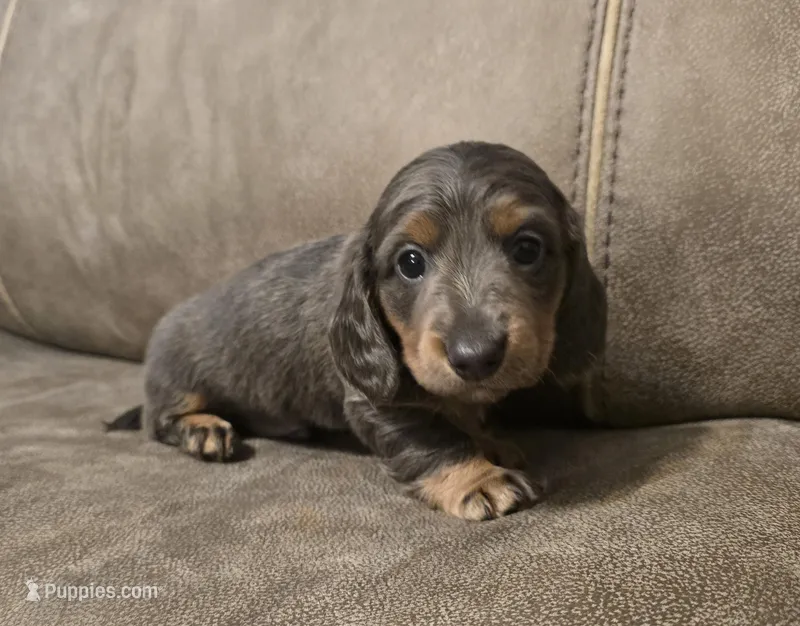 Bluey – Miniature Dachshund puppy for sale in Pawnee, OK