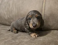 Bluey, a male Miniature Dachshund for sale in Pawnee, OK – Photo 1 of 10