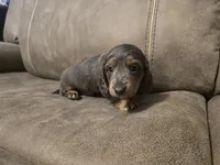 Bluey, a male Miniature Dachshund for sale in Pawnee, OK – Photo 5 of 10