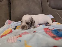 Ollie, a male Miniature Dachshund for sale in Pawnee, OK – 8 of 10