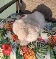 Stella , a female Doxiepoo for sale in Pawnee, OK – 5 of 10