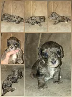 Maui, a male Doxiepoo for sale in Pawnee, OK – 2 of 2