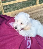 Leti, a female Doxiepoo for sale in Pawnee, OK – 4 of 10