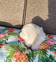 Stella , a female Doxiepoo for sale in Pawnee, OK – 10 of 10