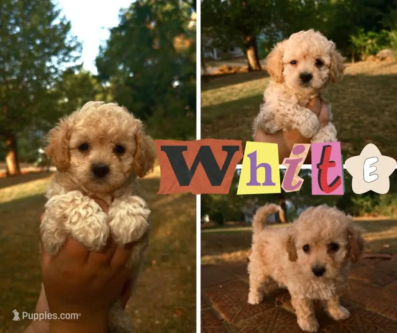 Penelope – Bichpoo puppy for sale in Pawnee, OK
