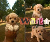 Penelope, a female Bichpoo for sale in Pawnee, OK – 1 of 1