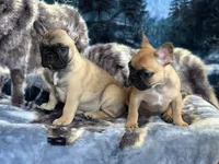 Charlie, a male French Bulldog for sale in San Marcos, CA – 2 of 3
