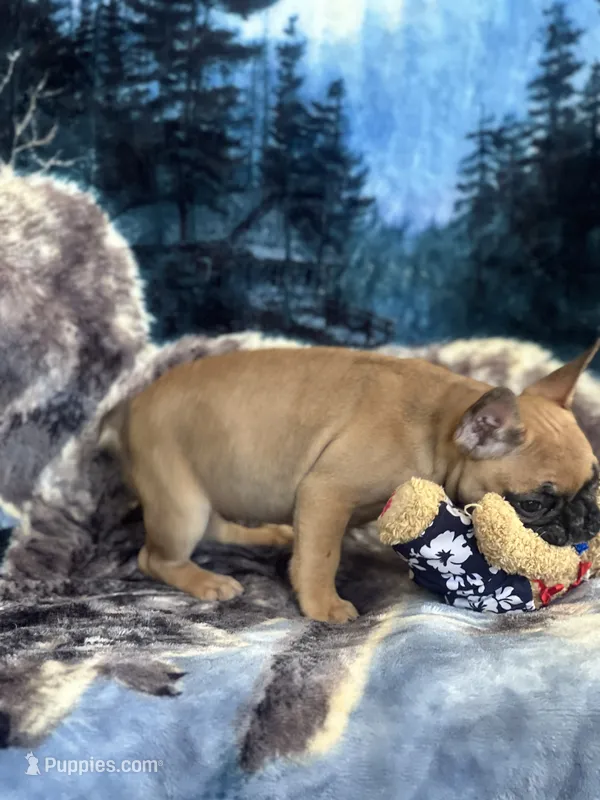 Pacio – French Bulldog puppy for sale in San Marcos, CA