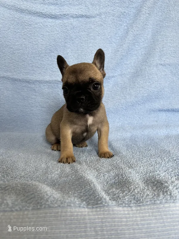 Canelo – French Bulldog puppy for sale in San Marcos, CA