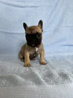 Canelo, a male French Bulldog for sale in San Marcos, CA – 1 of 1