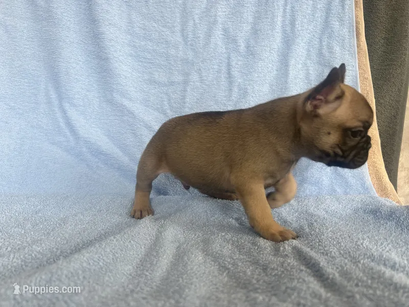 Canelo – French Bulldog puppy for sale in San Marcos, CA