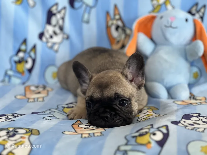 Canelo – French Bulldog puppy for sale in San Marcos, CA