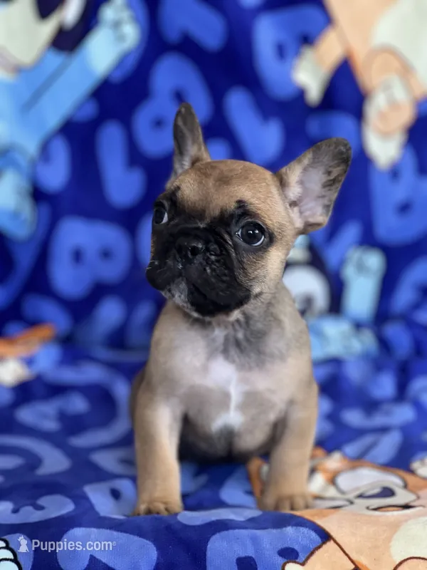 Pacio – French Bulldog puppy for sale in San Marcos, CA