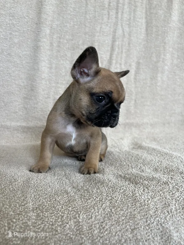 Pacio – French Bulldog puppy for sale in San Marcos, CA