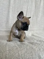 Pacio, a male French Bulldog for sale in San Marcos, CA – 1 of 1
