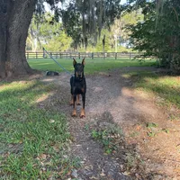 Gunner , a male Doberman Pinscher for sale in Bouckville, NY – Photo 3 of 4