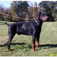 Gunner , a male Doberman Pinscher for sale in Bouckville, NY – Photo 2 of 4