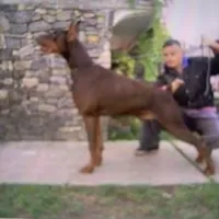 Gunner , a male Doberman Pinscher for sale in Bouckville, NY – Photo 4 of 4