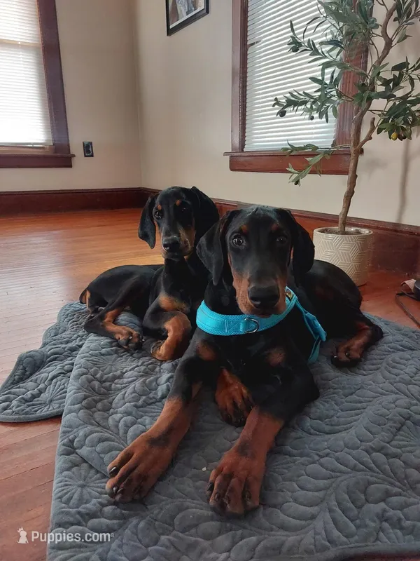 Gunner  – Doberman Pinscher puppy for sale in Bouckville, NY
