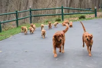 Sasha & Keeper's Litter, a female Golden Retriever for sale in North Salem, NY – 4 of 10