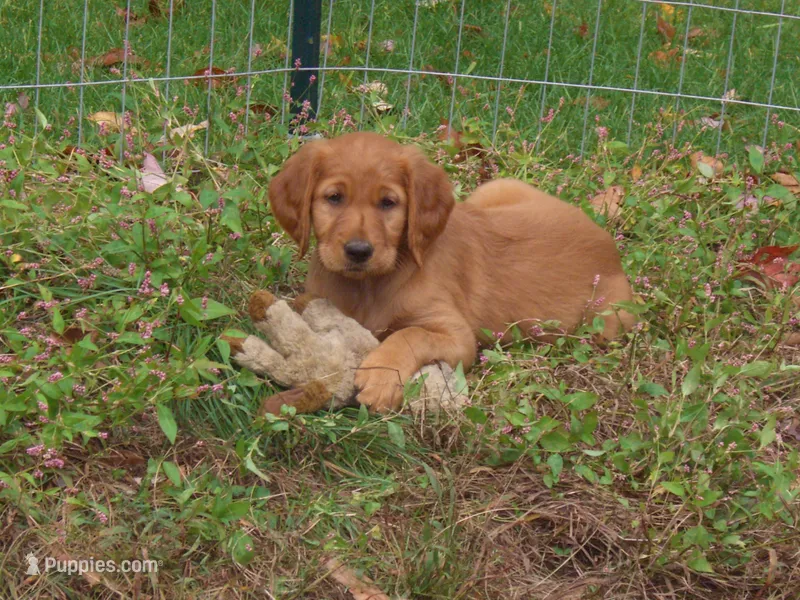 Sasha & Keeper's Litter – Golden Retriever puppy for sale in North Salem, NY