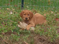 Sasha & Keeper's Litter, a female Golden Retriever for sale in North Salem, NY – 7 of 10