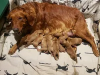 Sasha & Keeper's Litter, a female Golden Retriever for sale in North Salem, NY – 3 of 10