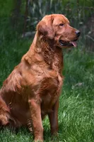 Sasha & Keeper's Litter, a female Golden Retriever for sale in North Salem, NY – 8 of 10