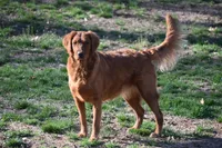 Sasha & Keeper's Litter, a female Golden Retriever for sale in North Salem, NY – 5 of 10
