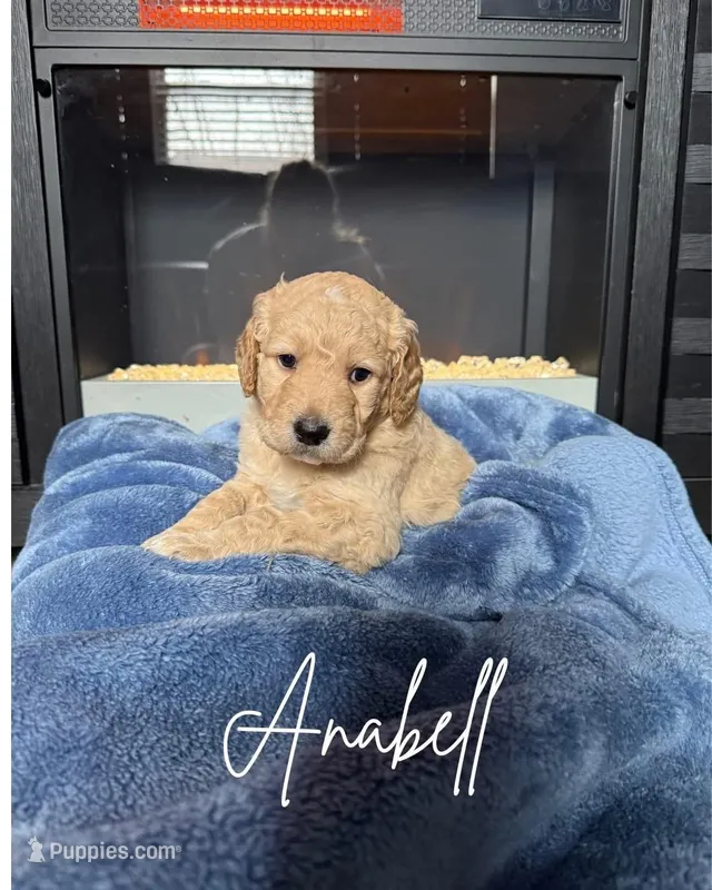 Annabelle – Goldendoodle puppy for sale in Plainfield, IL