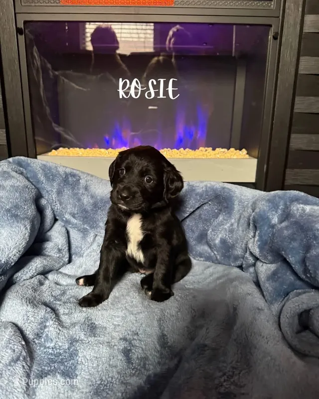 Rosie – Goldendoodle puppy for sale in Plainfield, IL