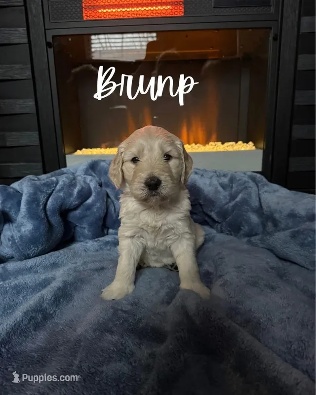 Bruno – Goldendoodle puppy for sale in Plainfield, IL