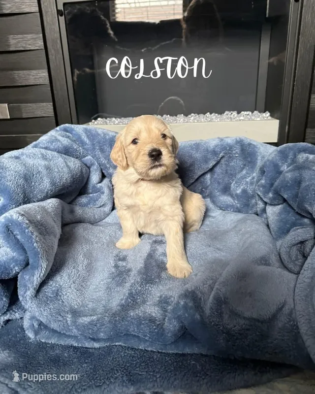 Colston – Goldendoodle puppy for sale in Plainfield, IL