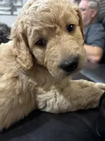 Dezi, a female Goldendoodle for sale in Plainfield, IL – Photo 2 of 3