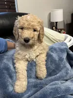 Dezi, a female Goldendoodle for sale in Plainfield, IL – Photo 3 of 3