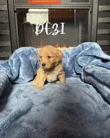 Dezi, a female Goldendoodle for sale in Plainfield, IL – Photo 1 of 3