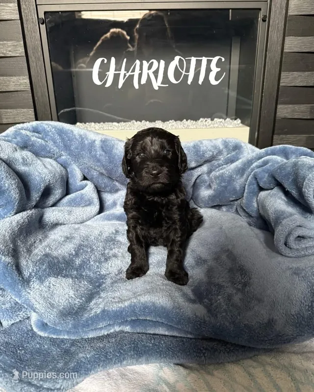 Charlotte – Goldendoodle puppy for sale in Plainfield, IL