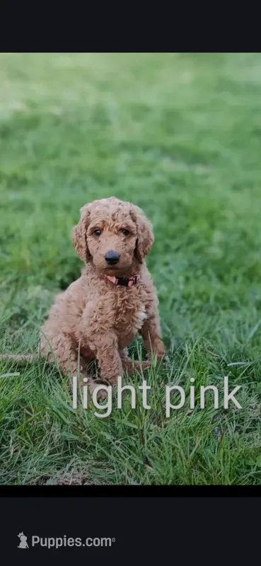lite pink  – Goldendoodle puppy for sale in Knoxville, TN