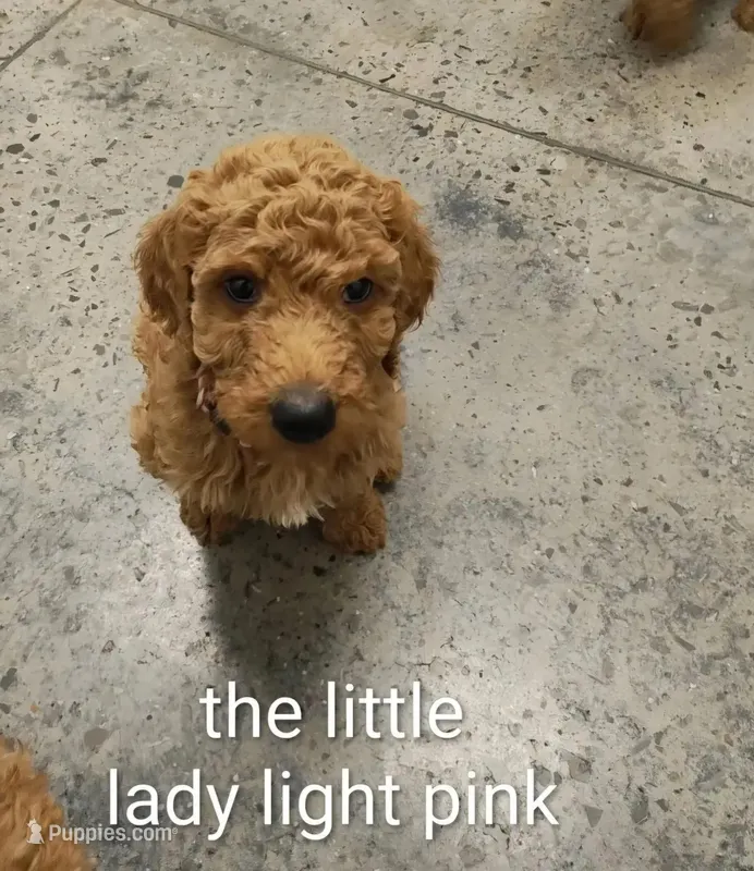 lite pink  – Goldendoodle puppy for sale in Knoxville, TN