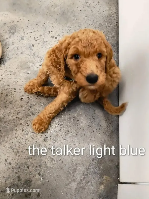 lite blue  – Goldendoodle puppy for sale in Knoxville, TN