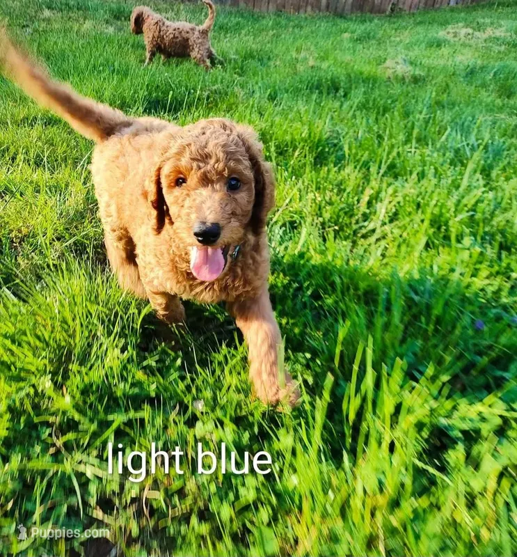 lite blue  – Goldendoodle puppy for sale in Knoxville, TN