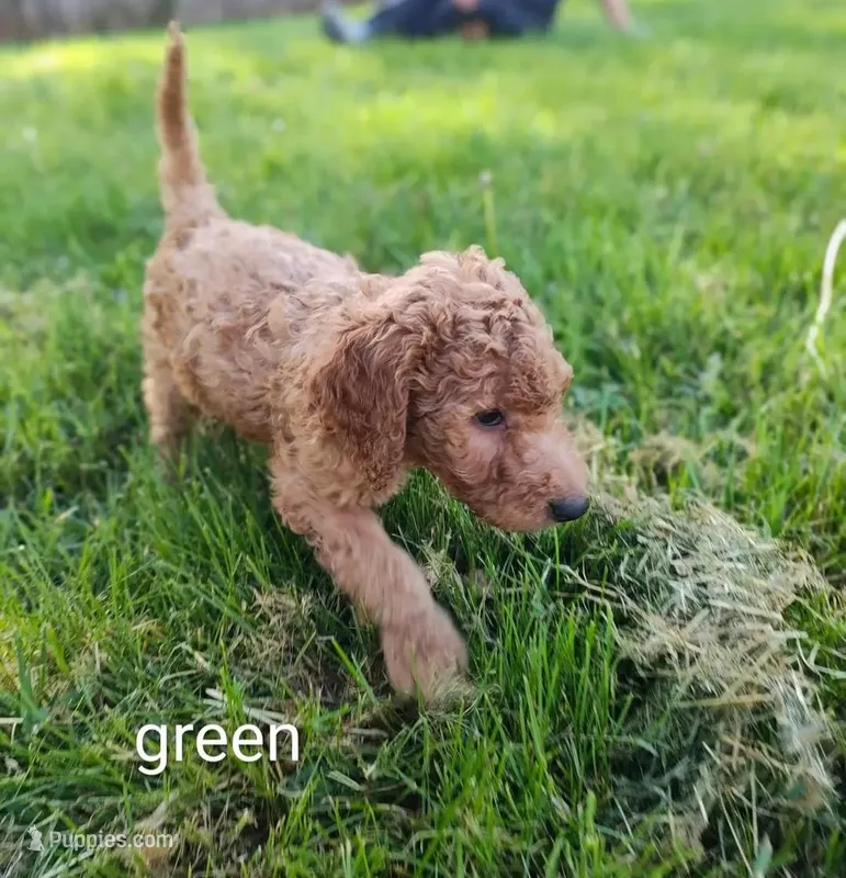 green – Goldendoodle puppy for sale in Knoxville, TN