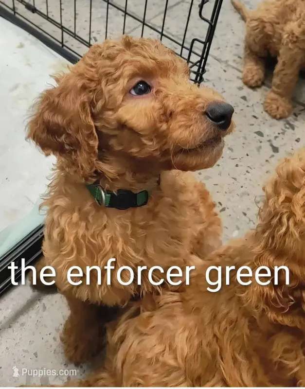green – Goldendoodle puppy for sale in Knoxville, TN