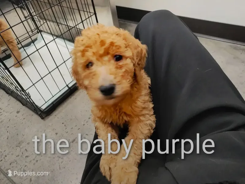 purple  – Goldendoodle puppy for sale in Knoxville, TN