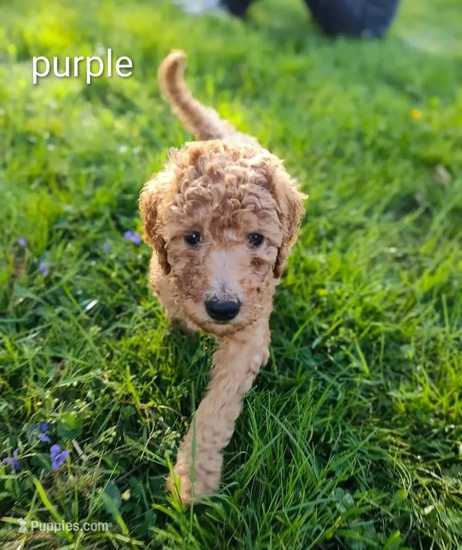 purple  – Goldendoodle puppy for sale in Knoxville, TN