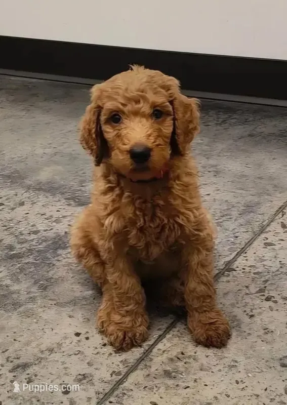Red – Goldendoodle puppy for sale in Knoxville, TN